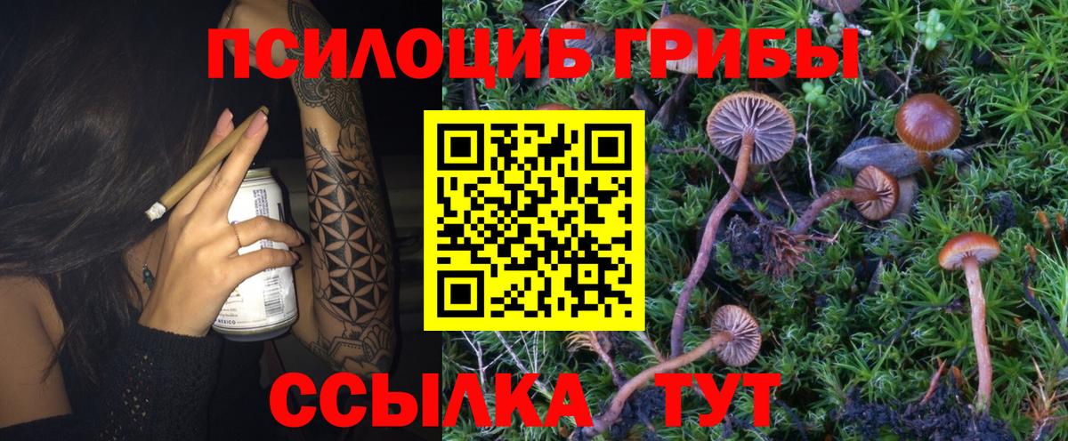 Псилоцибиновые грибы Psilocybe Морозовск
